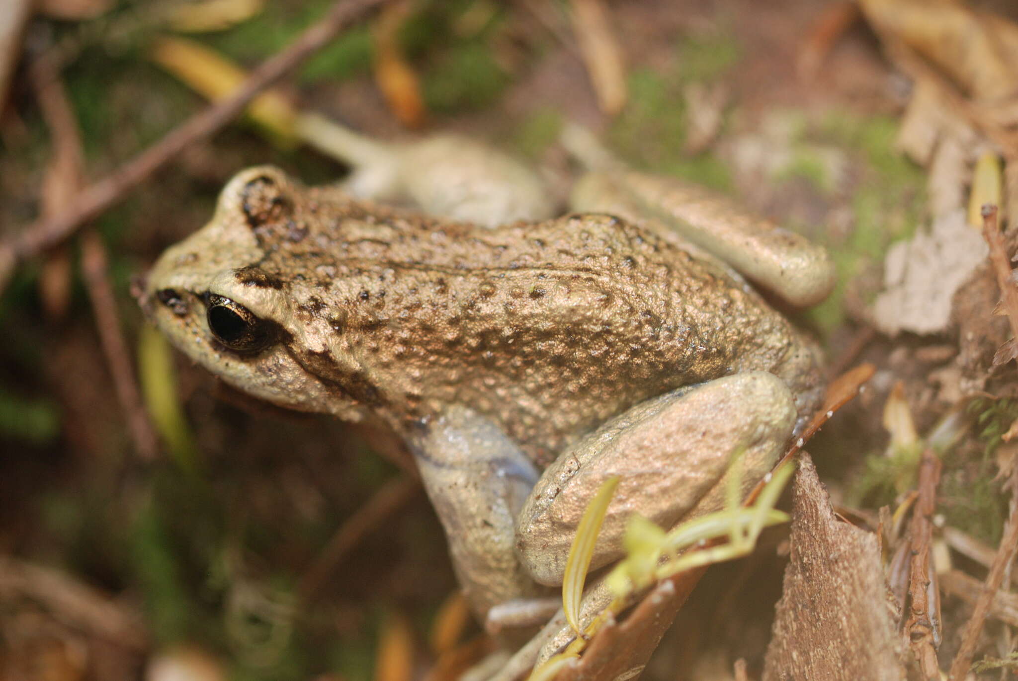 Image of Olive Spiny-chest Frog
