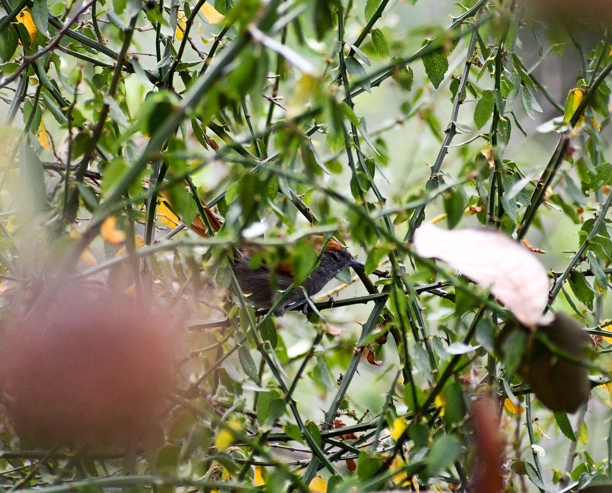 Image of Azara's Spinetail