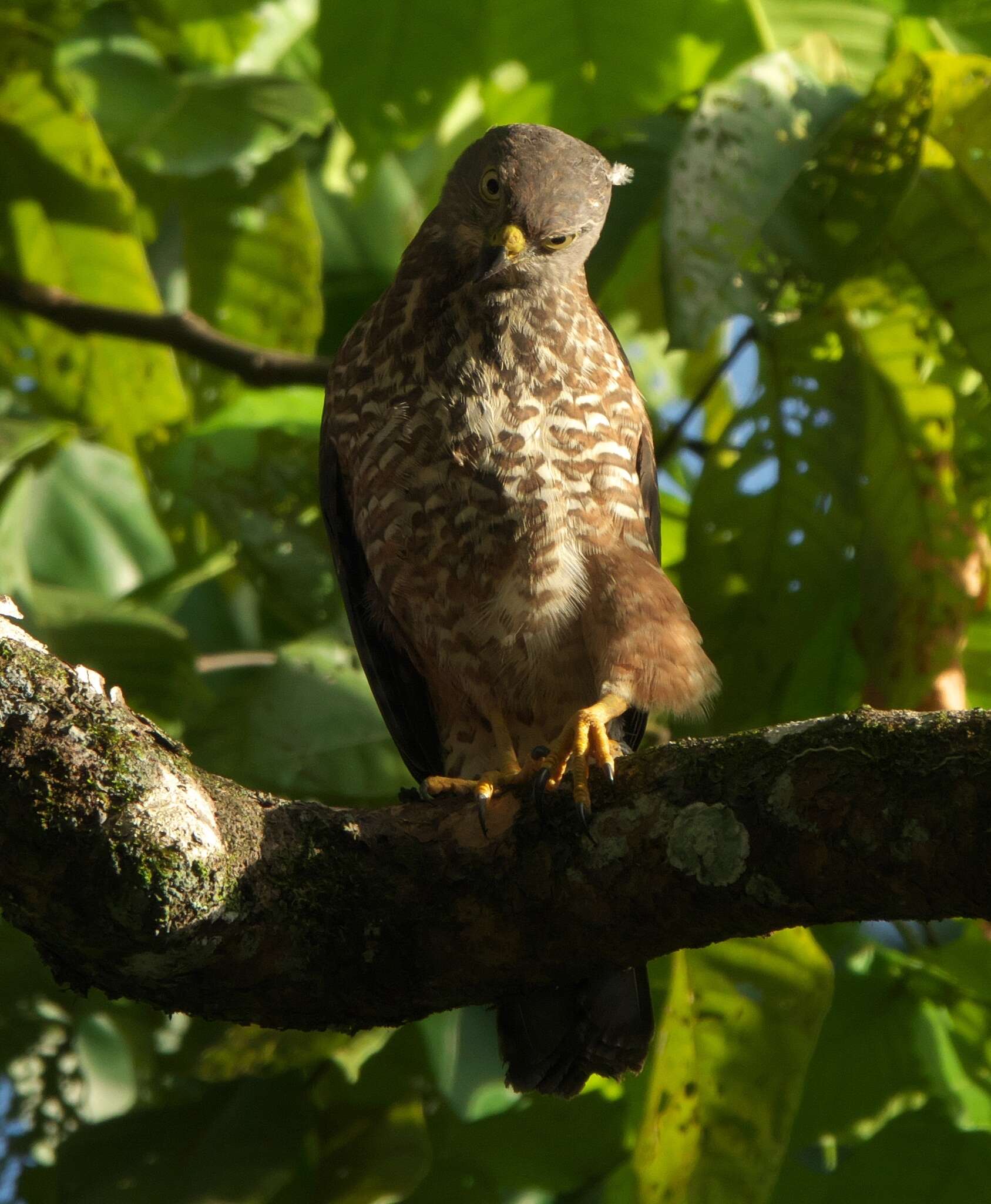 Image of Fiji Goshawk