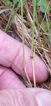 Image de Festuca vivipara (L.) Sm.