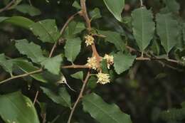 Image of Cupaniopsis serrata (F. Müll.) Radlk.