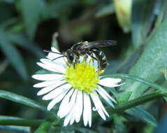 Lasioglossum fuscipenne (Smith 1853) resmi