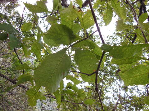 Image de Quercus segoviensis Liebm.