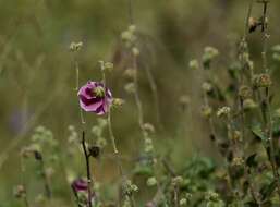 Image of Hibiscus diversifolius subsp. rivularis (Brem. & Oberm.) Exell