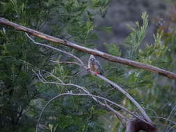 Image of White-backed Mousebird