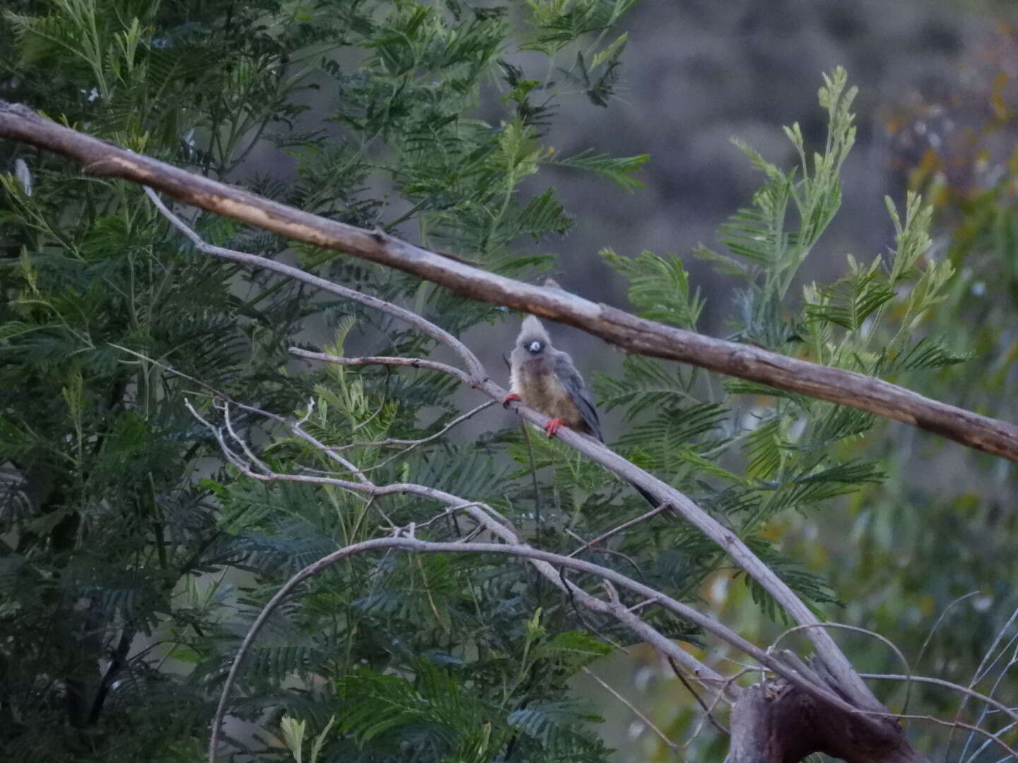 Image of White-backed Mousebird