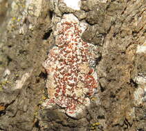 Image of Arthonia cinnabarina (DC.) Wallr.