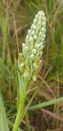 Image of Brownleea parviflora Harv. ex Lindl.