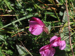 Imagem de Pedicularis kerneri Dalla Torre