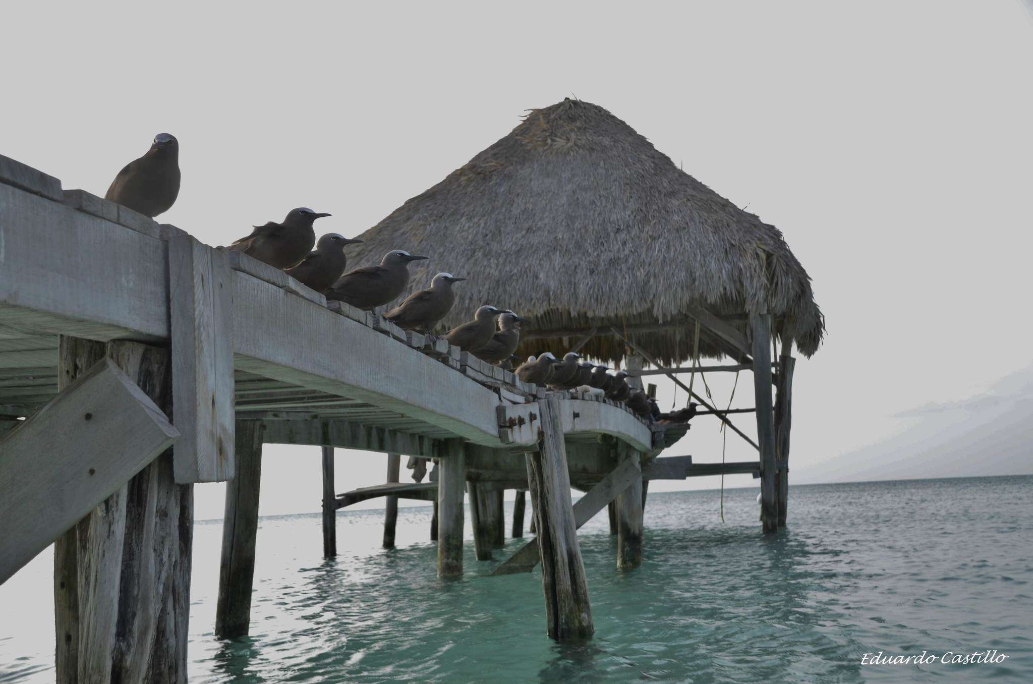 Image of Brown Noddy