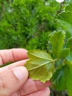 Image of Ribes punctatum Ruiz & Pav.