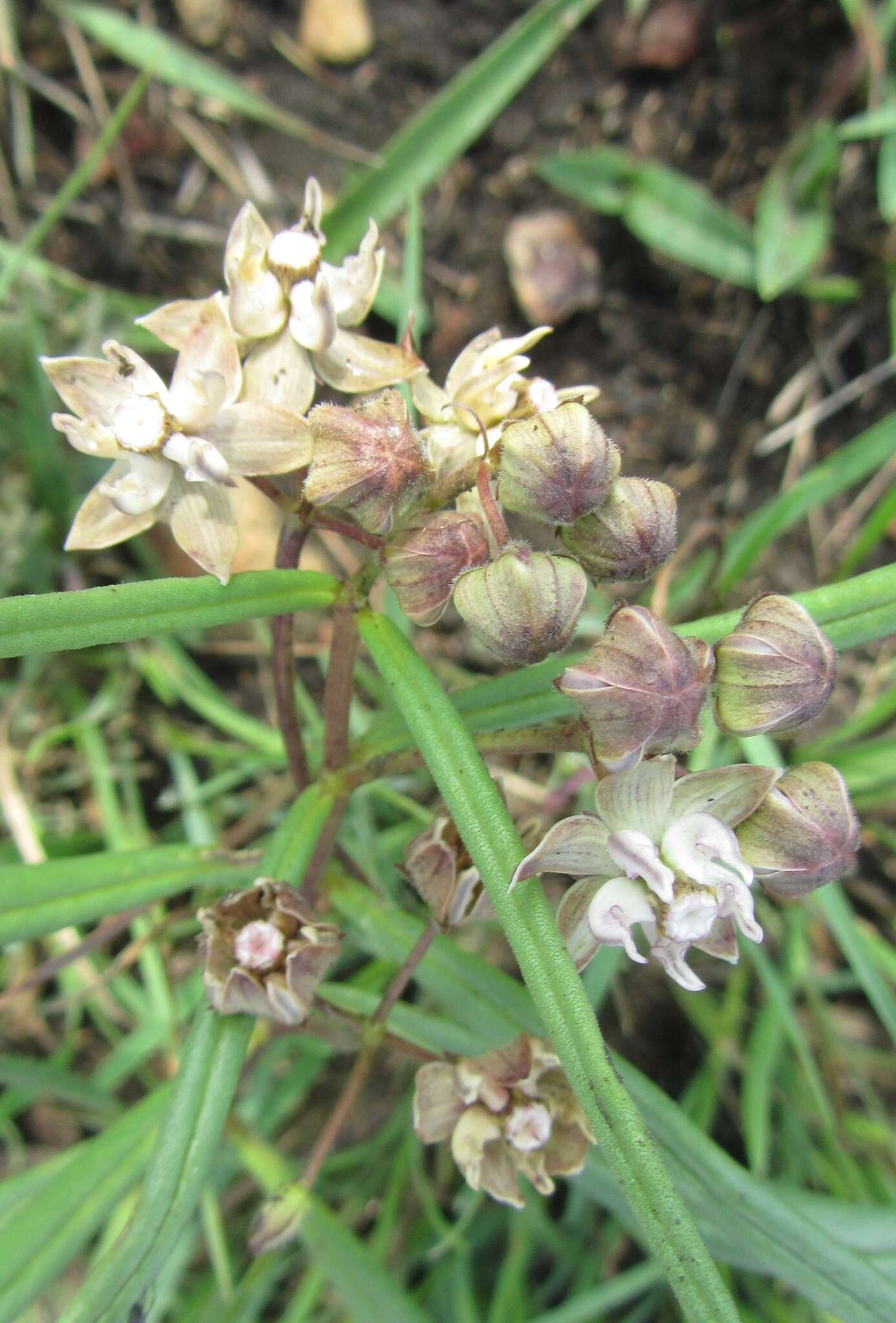 Image of Hooded meadow-star