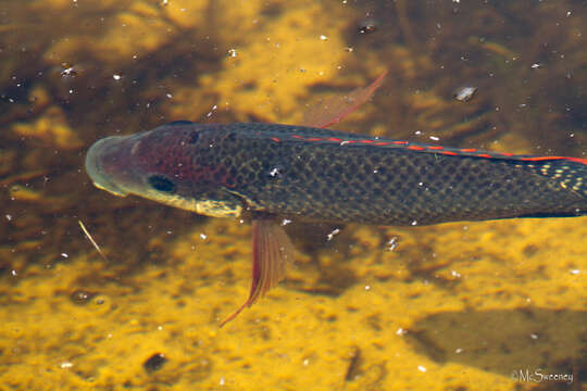 Image of Mozambique Tilapia