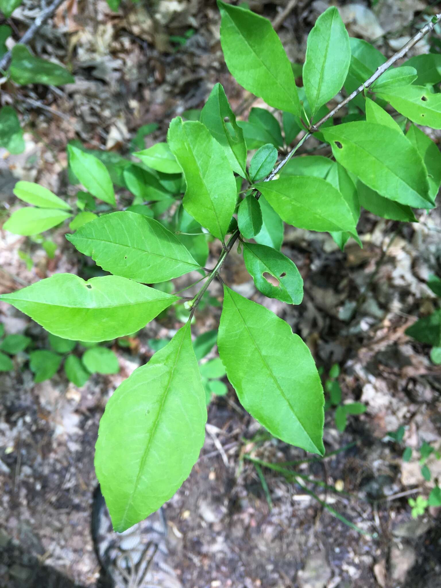 Image of Georgia Holly