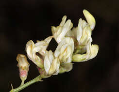 Astragalus douglasii var. douglasii resmi