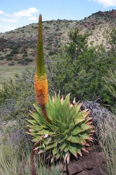 Image of Aloe broomii Schönland