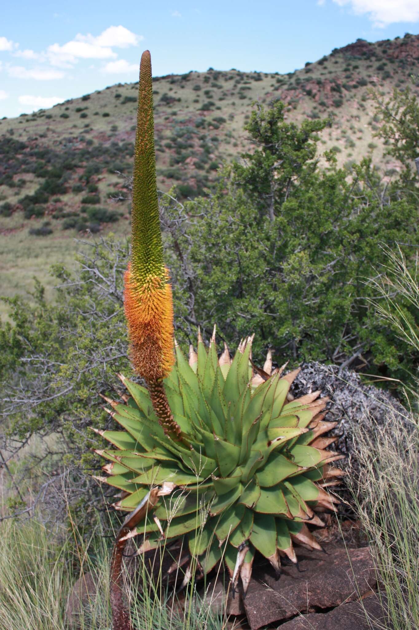 Aloe broomii Schönland resmi