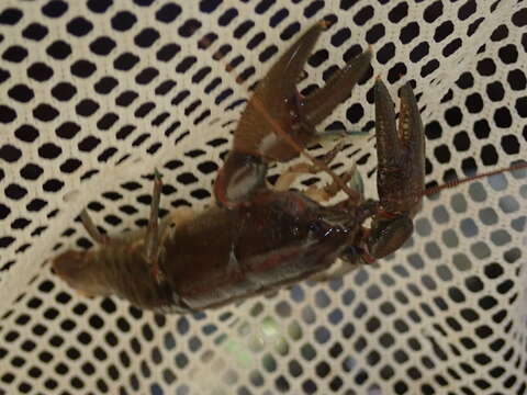 Image of Big Water Crayfish