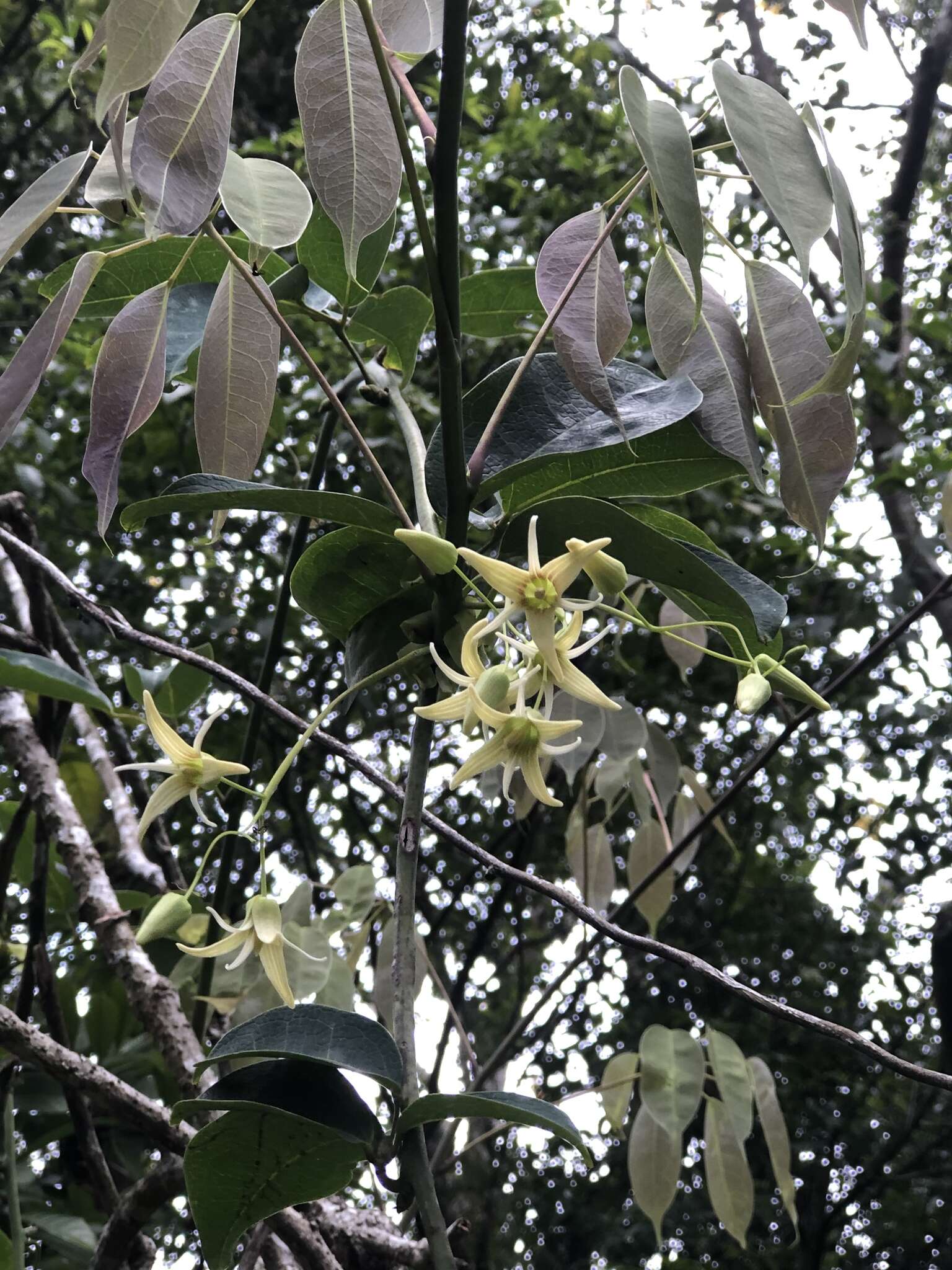 Imagem de Stauntonia obovatifoliola Hayata