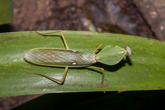 Image of Giant Malaysian Shield Mantis