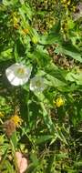 Image de Calystegia silvatica subsp. fraterniflora (Mackenzie & Bush) R. K. Brummitt