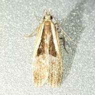 Image of Dichomeris mulsa Hodges 1986