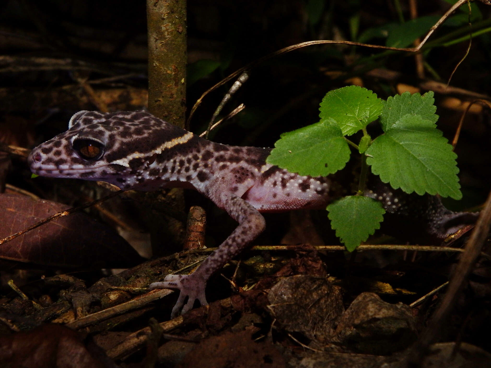 Image of Chinese Cave Gecko