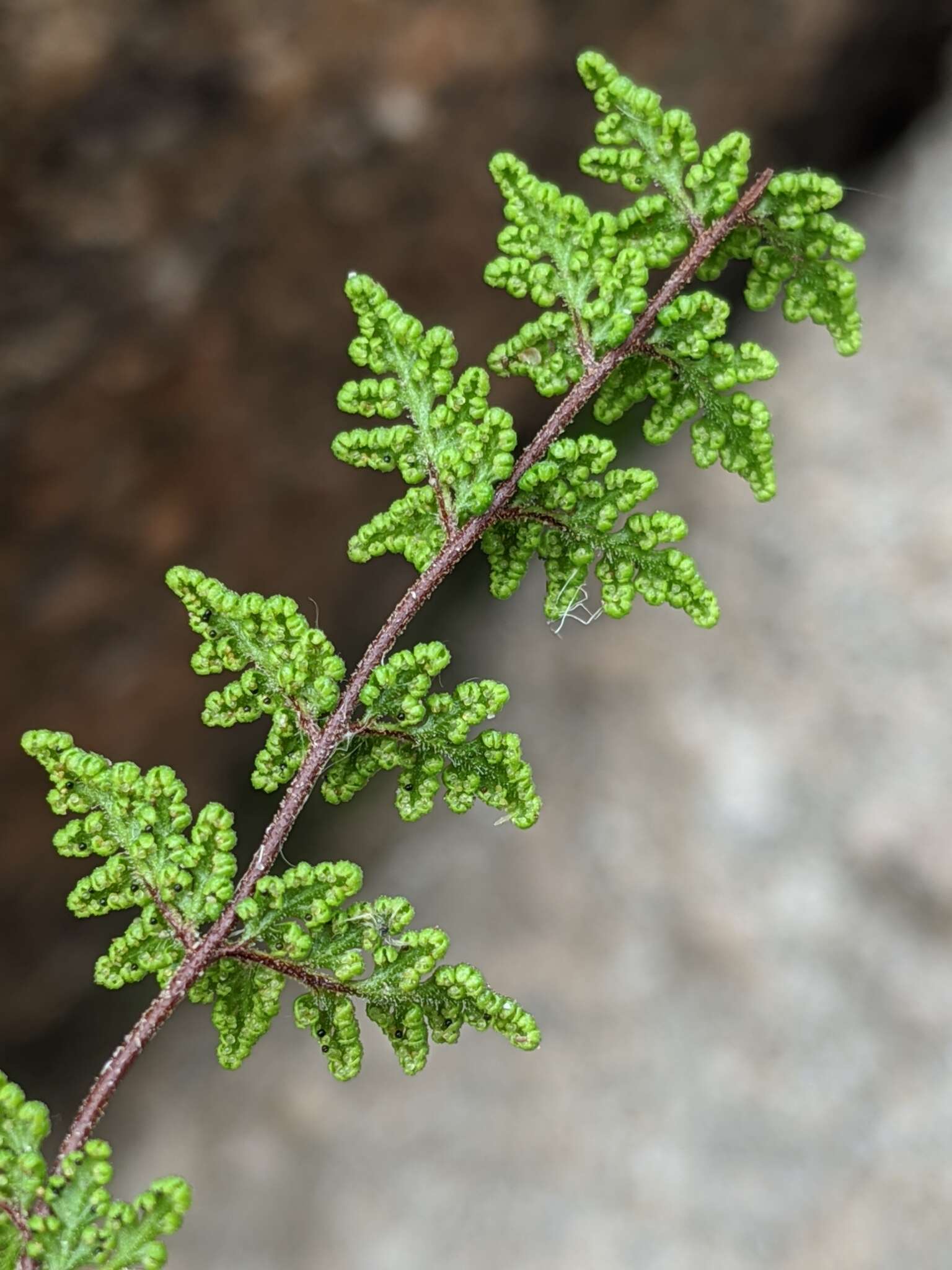 Image of viscid lipfern