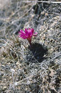 Image of Echinopsis backebergii subsp. backebergii