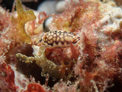 Image of Orange edge khaki slug