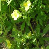 Image of sulphur cinquefoil