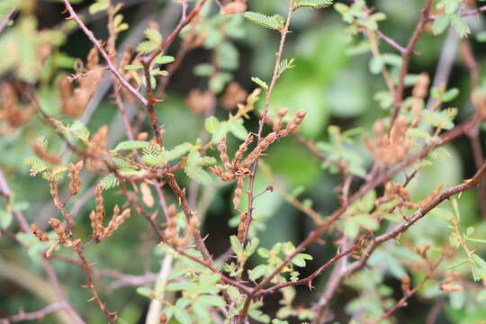 Image of Mimosa ramulosa Benth.