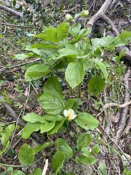 Image of Paeonia wittmanniana Hartw. ex Lindl.