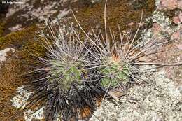 Image de Echinocereus acifer (Otto ex Salm-Dyck) Lem.