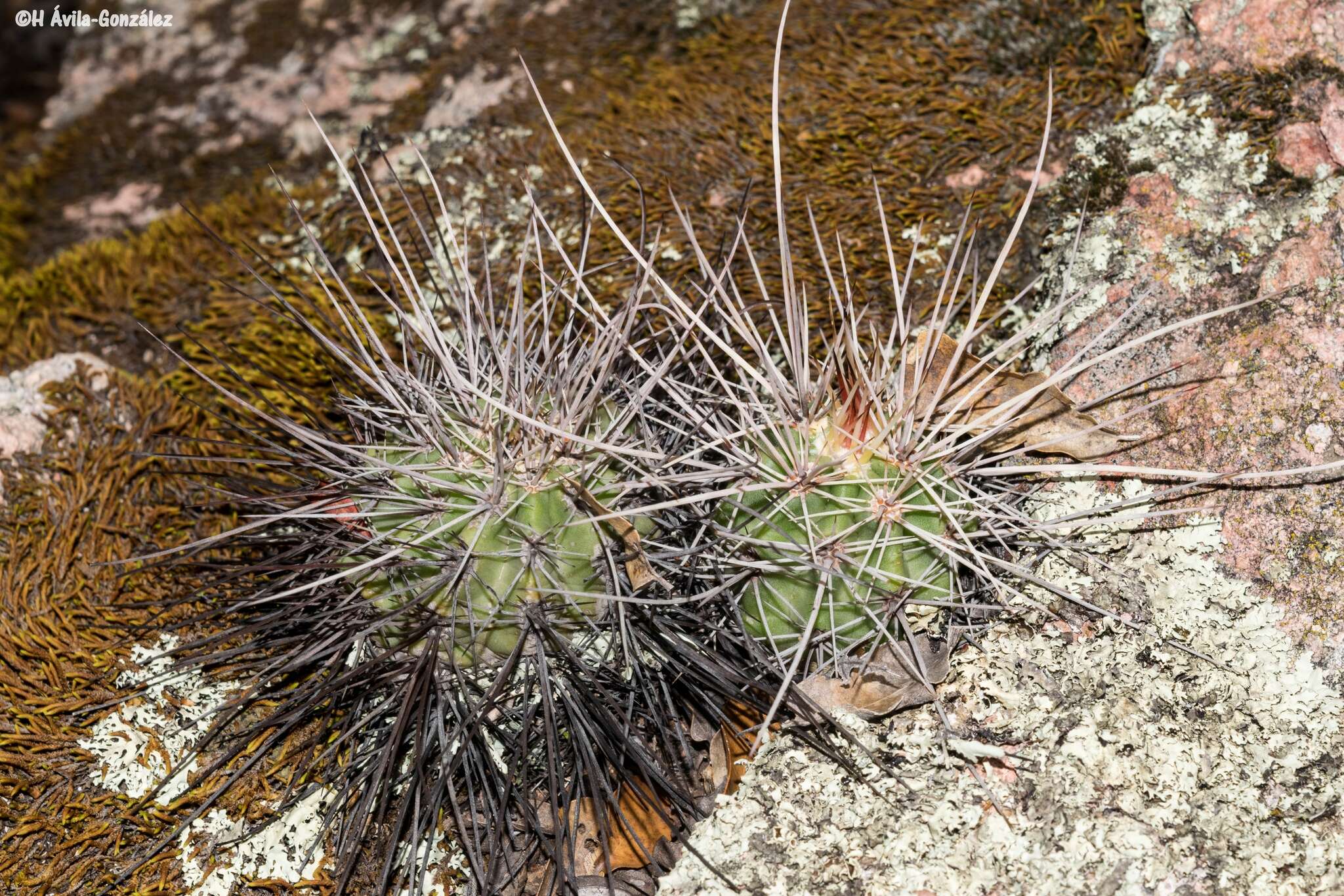 Image de Echinocereus acifer (Otto ex Salm-Dyck) Lem.