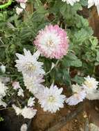 Sivun Chrysanthemum morifolium Ramat. kuva