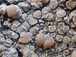 Imagem de Lecanora chlarotera Nyl.