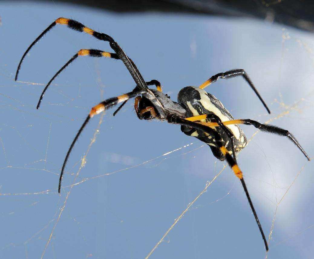 صورة Trichonephila senegalensis (Walckenaer 1841)