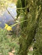 Image de Utricularia aurea Lour.