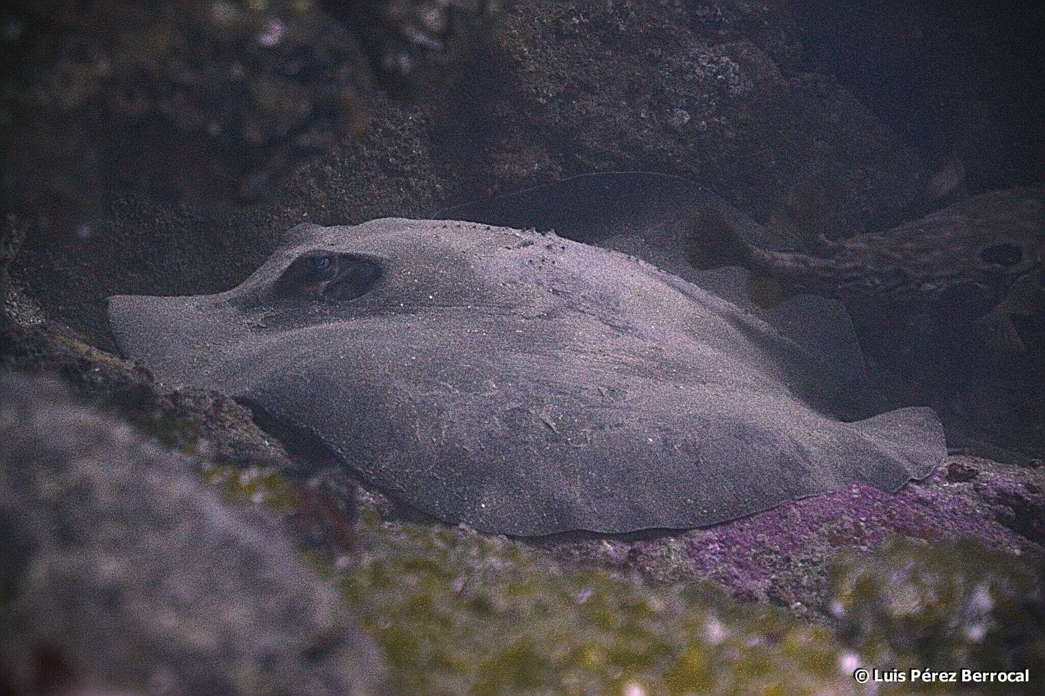 Image of Brown Stingray