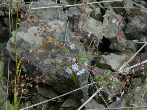 Image of manyflower tonella