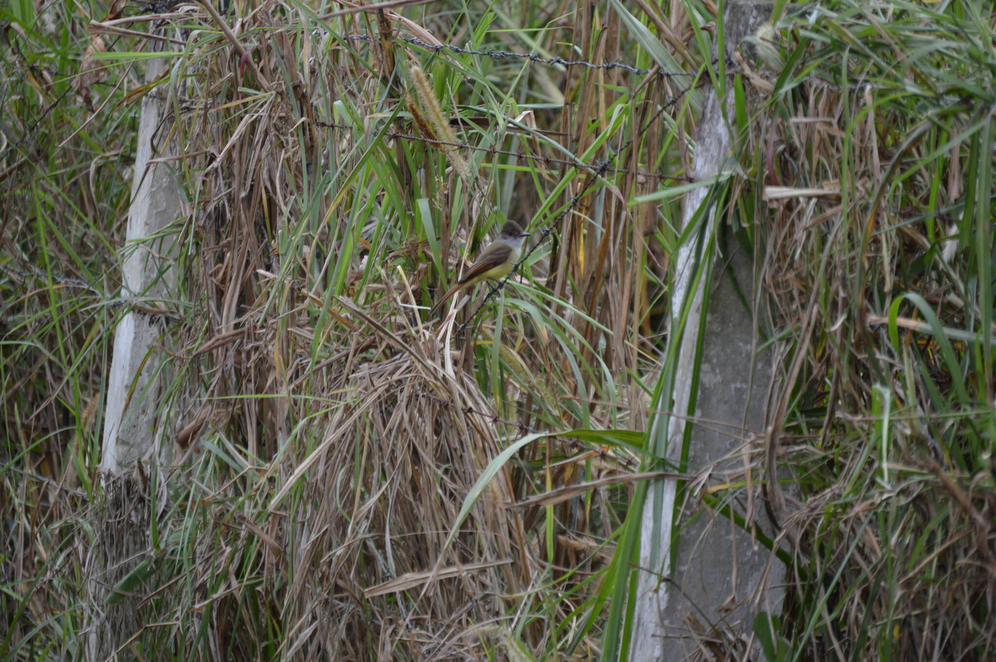 Image of Dusky-capped Flycatcher