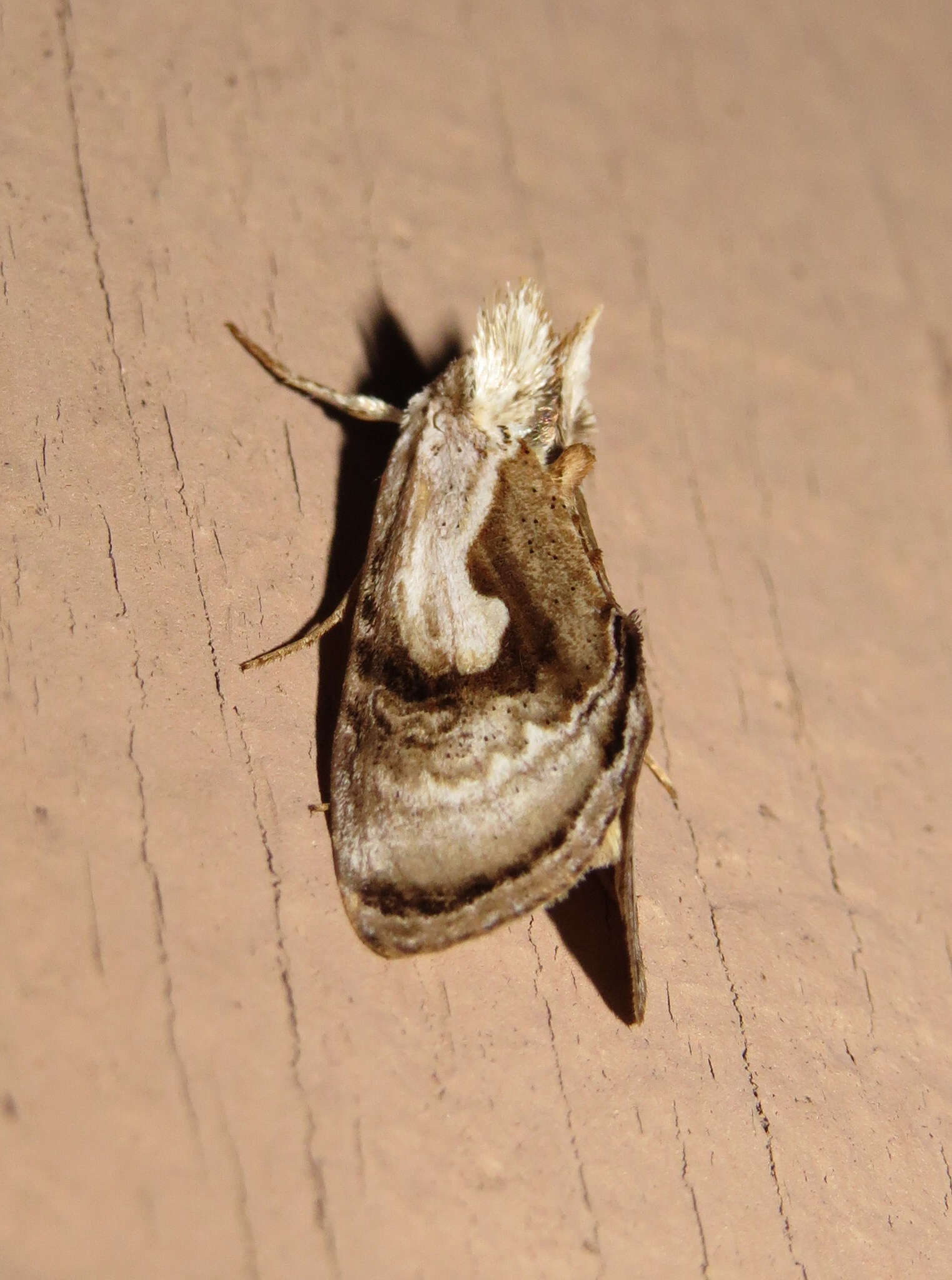 Image of Chrysanympha