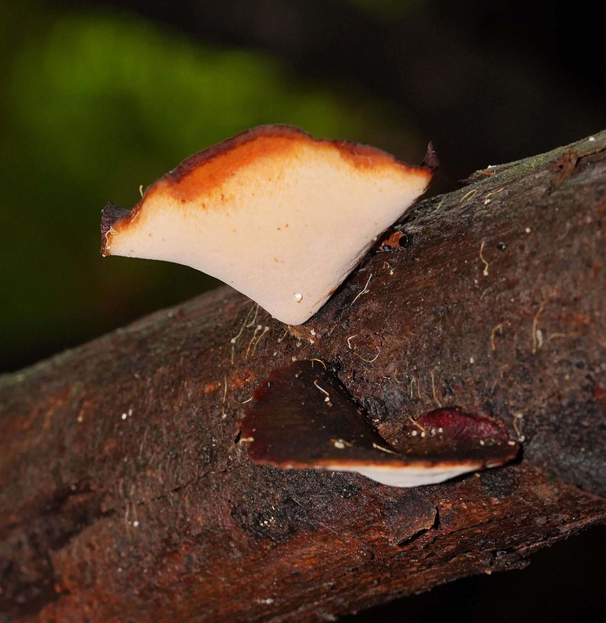 Image de Polyporus hypomelanus Berk. ex Cooke 1886