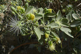 Image of Maerua schinzii Pax