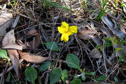 Image of Goodenia lanata R. Br.