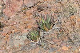 Agave glomeruliflora (Engelm.) A. Berger的圖片