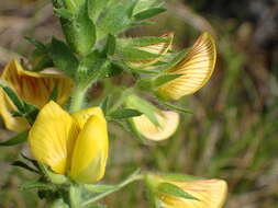 Ononis natrix subsp. natrix的圖片