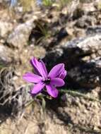 Image of Ixia purpureorosea G. J. Lewis