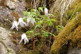 Image of rock clematis